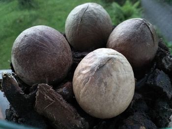 Close-up of fruits growing on rock