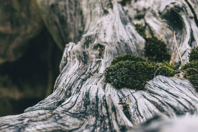 Close-up of moss on tree trunk