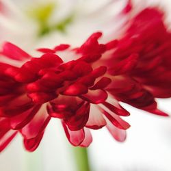 Close-up of red flower