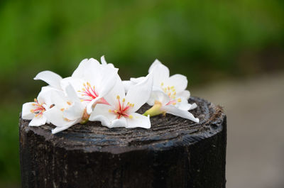 Close-up of white flowers blooming outdoors