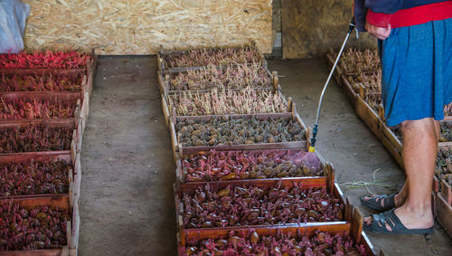 A farmer spray potato seeds with a herbicide before planting them in the ground. protection seeds.