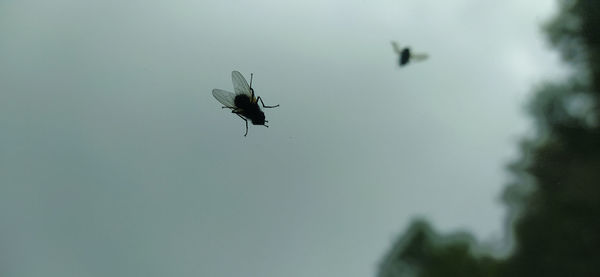 Low angle view of insect flying against sky