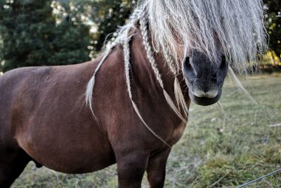 Close-up of a horse on field