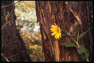 Close-up of yellow flower