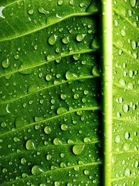 Full frame shot of wet leaves