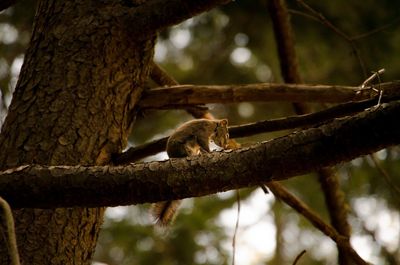 Low angle view of squirrel on tree