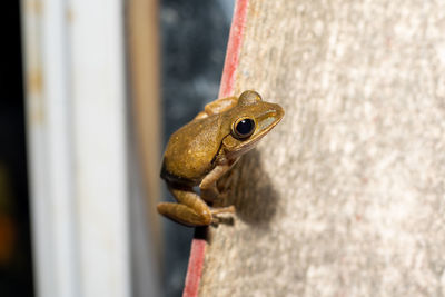 Close-up of frog on wall