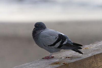 Close-up of pigeon perching on railing