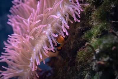 Close-up of jellyfish in sea