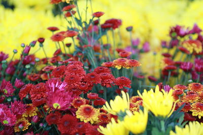 Close-up of pink flowers blooming in garden