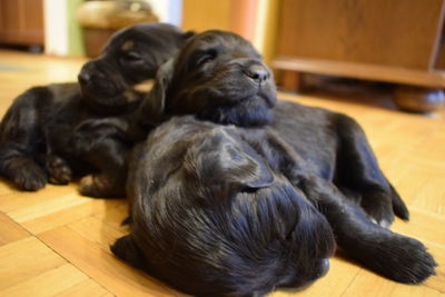 Black dog sleeping on floor at home