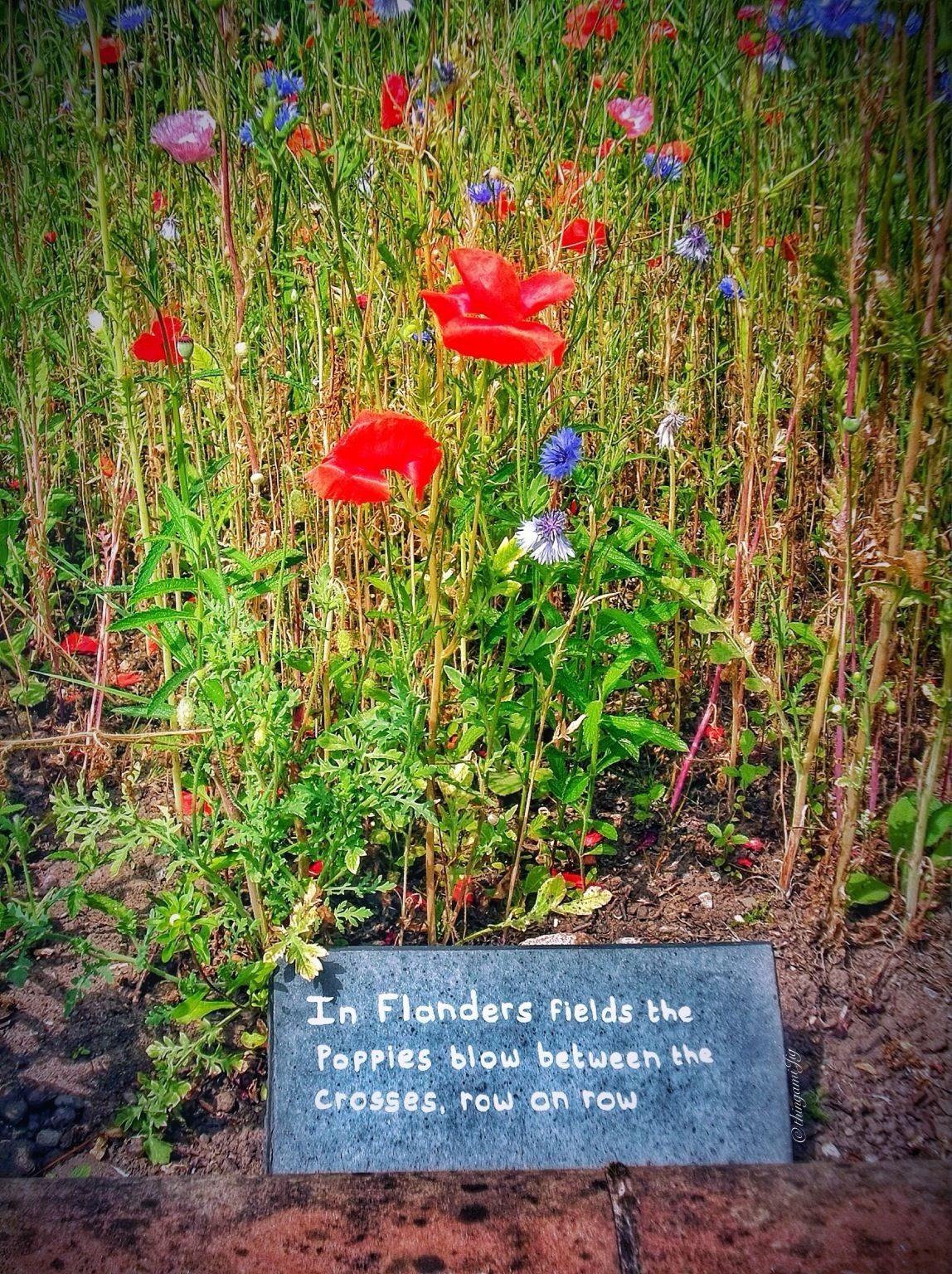 Flanders Fields