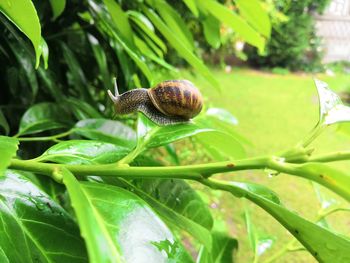 Close-up of snail on plant