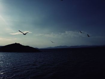 Seagulls flying over sea against sky