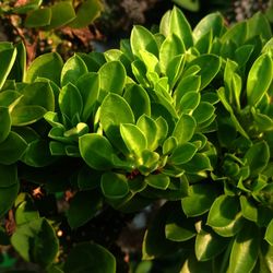 Close-up of fresh green leaves on plant