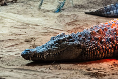 Close-up of cocodrile on sand