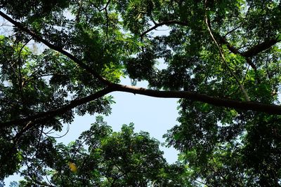 Low angle view of trees against sky