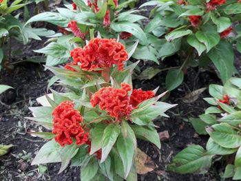 High angle view of red flowering plant
