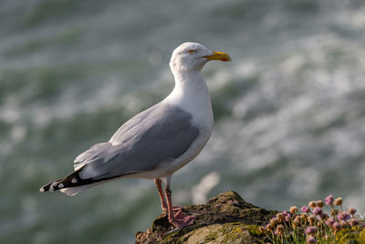 Close-up of seagull perching on rock