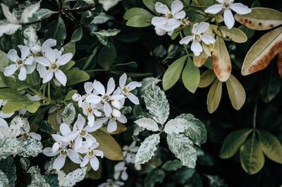 Close-up of white flowers blooming on plant