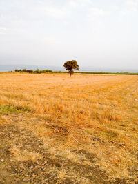 Scenic view of empty wheat field field against sky and a tree in the middle