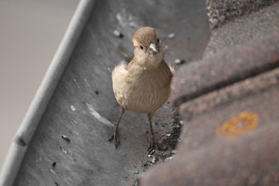 Close-up of bird perching on wood