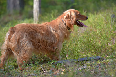 Side view of a dog on field