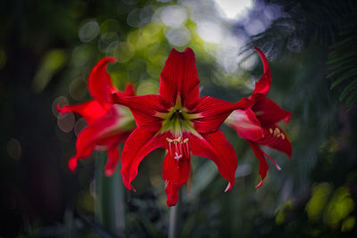 Close-up of red flowering plant