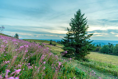 Scenic view of flowering plants on field against sky