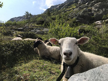 Portrait of sheep in a mountain