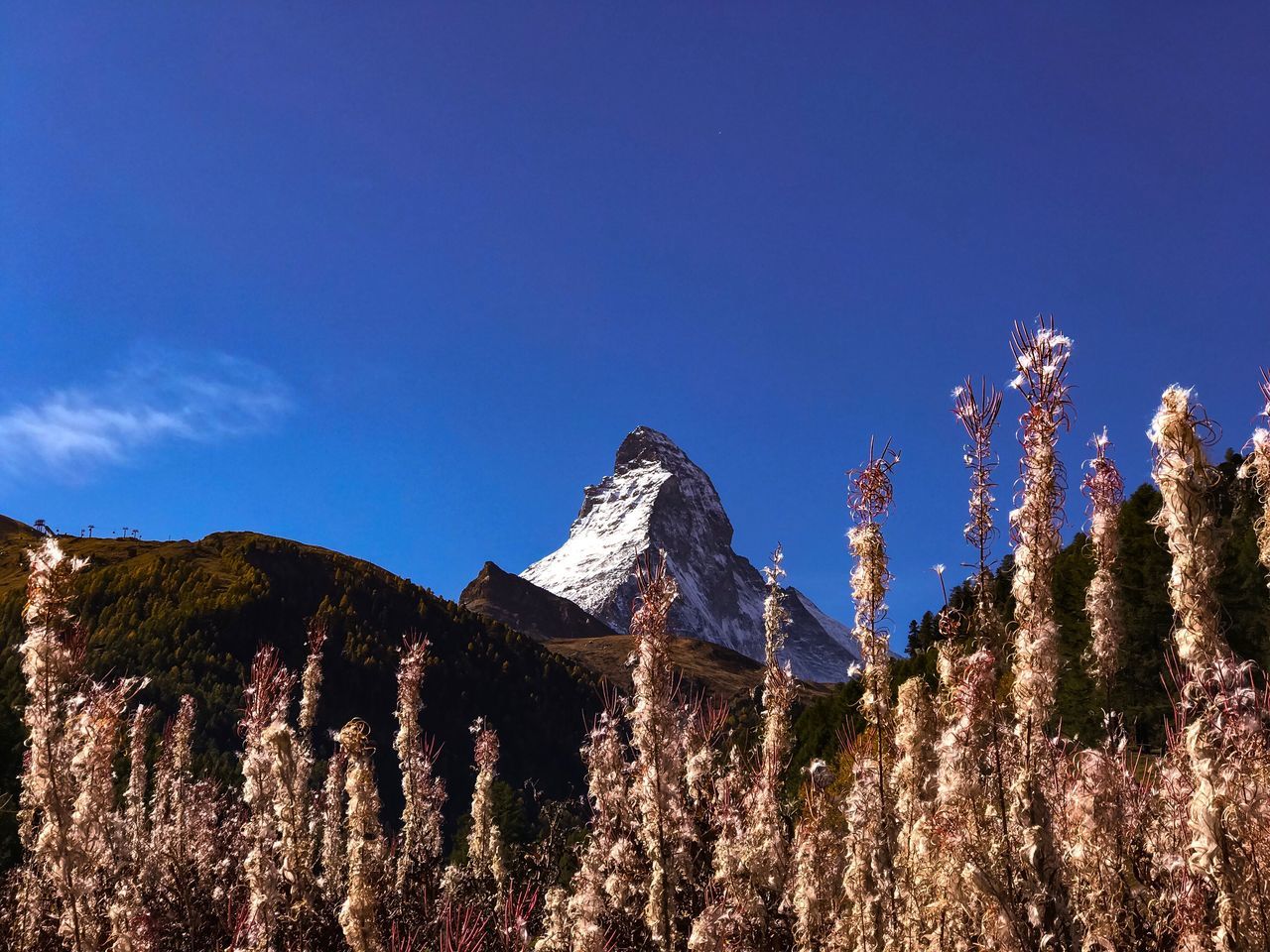 mountain, nature, beauty in nature, scenics, tree, no people, tranquility, tranquil scene, growth, day, plant, outdoors, clear sky, mountain range, blue, flower, snow, sky