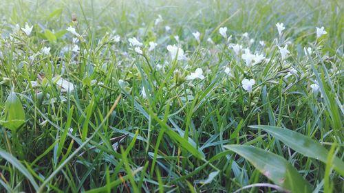 Close-up of plants growing in field