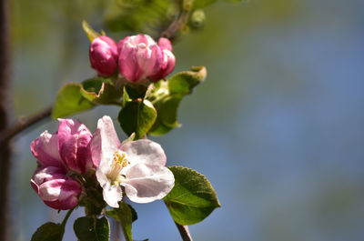 Close-up of pink flowering plant