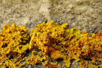 Close-up of yellow flowers