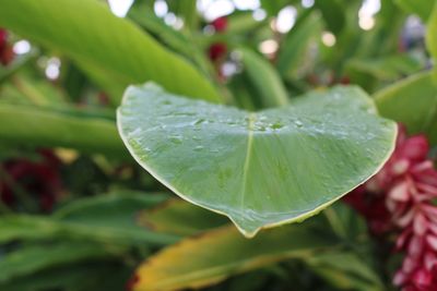 Close-up of water drops on leaf