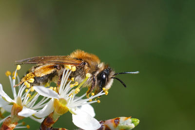 Natural closeup on a female grey-gastered mining bee, andrena tibialis, drinking nectar 