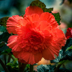 Close-up of red dahlia