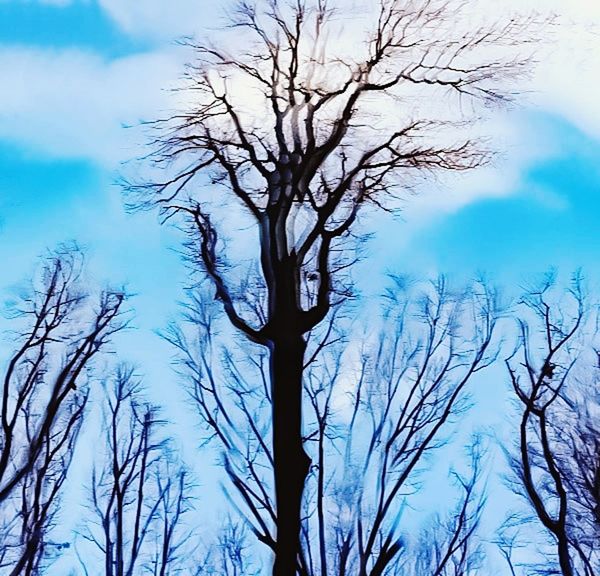 tree, branch, bare tree, sky, plant, nature, cloud, blue, no people, beauty in nature, environment, tranquility, outdoors, winter, silhouette, scenics - nature, landscape, low angle view, tree trunk, trunk, land, forest, non-urban scene, day, tranquil scene