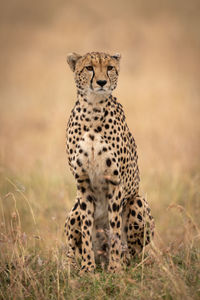 Cheetah sitting on field in zoo