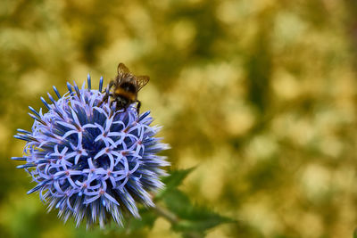 Close-up of bee pollinating on flower