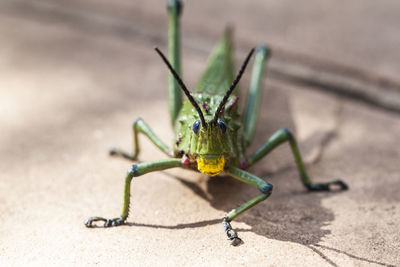 Close-up of insect