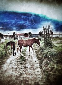 Horse grazing on landscape against cloudy sky