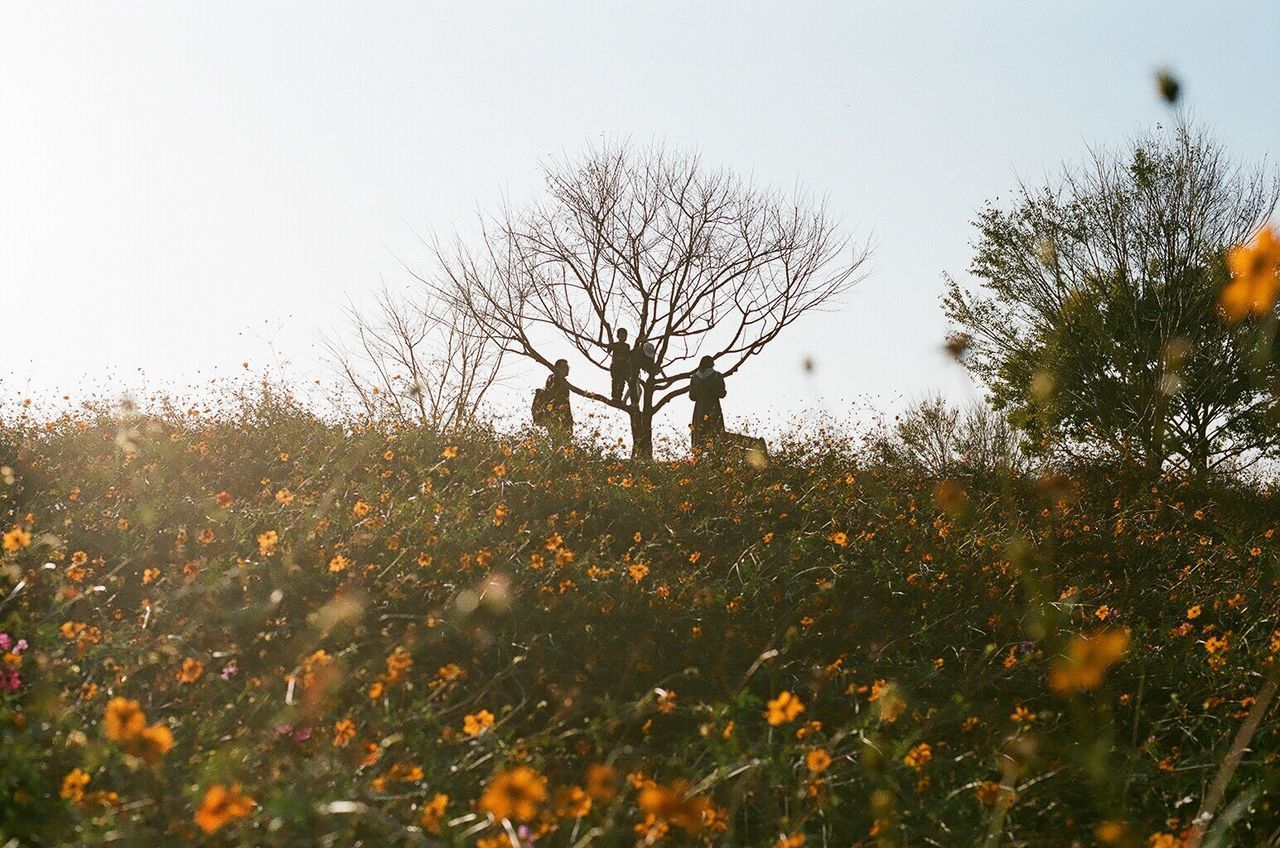 VIEW OF TREES ON FIELD AGAINST CLEAR SKY