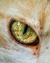 Close-up portrait of cat