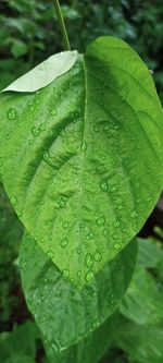 Close-up of raindrops on leaves