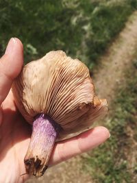 Close-up of hand holding mushroom