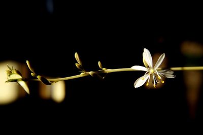 Close-up of flower buds