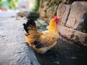 Close-up of rooster on rock