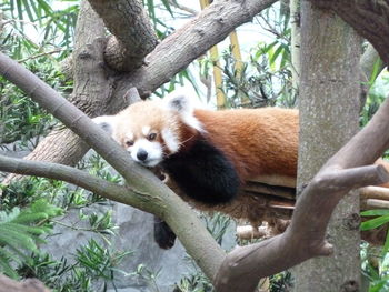 Cat on tree trunk in zoo