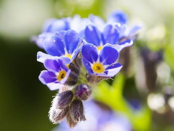 Close-up of purple flowering plant